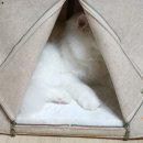 고양이 숨숨 집 – 반려묘를 위한 최고의 쉼터