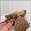 펫블리 이미지