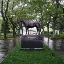 한국 최고의 경주마 메니피 이미지