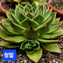 청마