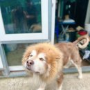 석달열흘가리 이미지