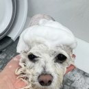 퍼스업 애견미용 | 합정애견미용 봄,여름에서 아엔이 6mm 스포팅 미용하고 미모 상승한 후기 🐶✂️