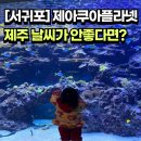 제주아쿠아플라넷 방문 후기 (feat : 도민할인 )