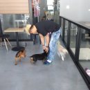 한스애견카페 이미지