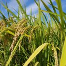 미곡농장 이미지