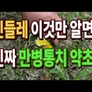 #민들레효능​ 이것만 알면 된다#민들레가​ 만병통치 약초가 되기 위해서는 이것을 알아야 한다#토종민들레와​ 서양민들레 구분법[약초방송] 이미지