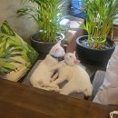 미르담 네이버블로그