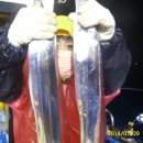 뉴 비너스 이미지