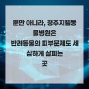 청주지웰동물병원 네이버블로그