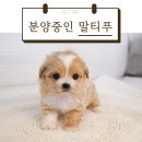 펫아미 강아지분양 고양이분양 동탄점 이미지