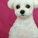 루이앤독 이미지