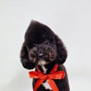 베리애견미용 이미지