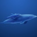 돌고래와펭귄 이미지