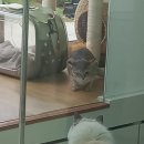 우다다냥 이미지