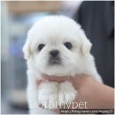 대구강아지분양 도로시펫 이미지