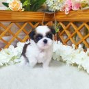 야옹아멍멍해봐(주월점) 이미지