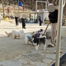 카페슈 | 파주 대형애견카페 슈베르몽 내돈내산 후기