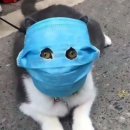 강아지와고양이 네이버블로그
