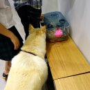 스마트심바이오 이미지