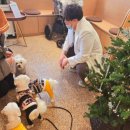 신장가축병원 | 강아지광견병예방접종, 비용과 과정을 알려드립니다 (18년경력 수의사 작성)