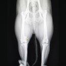 호평동물병원 이미지