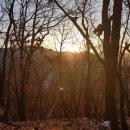 새벽-숲 이미지