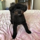 멍냥이 이발소 이미지