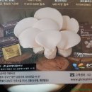 글로벌대왕버섯