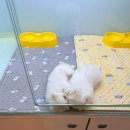 멍냥스타 강아지분양 고양이분양 | 노원애견분양 튼튼한 아이를 만날 수 있는 멍냥스타 수유점