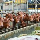 백령동물병원 이미지