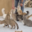 캣플헤븐 천안불당점 이미지