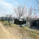 숲속에서 캠핑장 | 파주오토캠핑장 숲속 자연속에서 즐기는 은사시힐링캠핑장 매실나무1동 차박 솔캠 후기