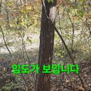 윈풀