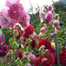 마감)겹접시 Double Red hollyhock(20분 이미지