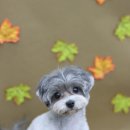 도미네로 | [강아지 자랑글] 도미네로 미용 후기