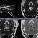 신탄진동물병원 이미지