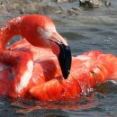 플라밍고 이미지