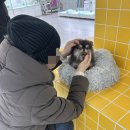 인천강아지분양 테디럽 이미지