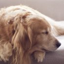 S클래스 동물병원 이미지