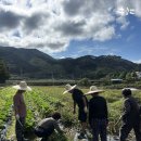 귀농귀촌체험민박 | 메밀 수확하기, 하늘이 너무 이쁘다, 시골살이, 시골생활, 귀농귀촌 체험, 전원생활, 한달살기 후기 리뷰