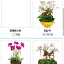카투맨 이미지