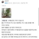 이레카케어 | 다이소 제품으로 셀프 분갈이 해보기_죽어가는 이레카야자 살리는..! 나야 재도전