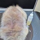 축복 펫살롱 | 각질가 알로페시아케어