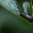 장수엄마 농장 이미지