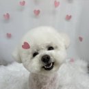 인천 서창동 곰돌이가 된 비숑 애견미용 후기 귀여움 과다 심쿵주의