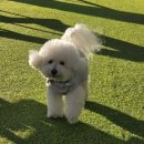 꼬미꼬미꼬마김밥 | [속초] 꼬미가 알려주는 1박2일 애견동반 속초여행 일정 총정리