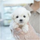 도로시 펫 이미지