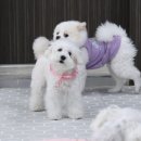 퍼피스프링 | 일산 반려견유치원 강아지유치원 퍼피스프링 일산점, 친구랑 재밌게 놀아요