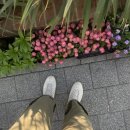 [공지] [성북동 한성대입구역] 지금 가야하는 야장 옛날치킨 치맥 / 새천년 호프 솔직후기