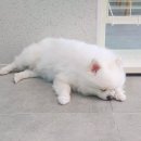 새싹 동물병원 이미지